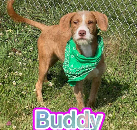 Photo of Buddy