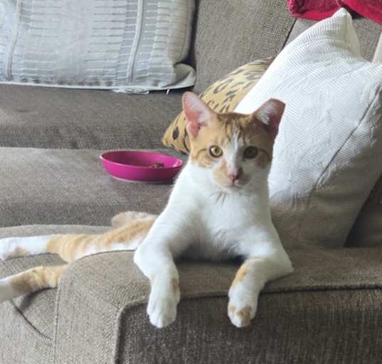 Photo of Buddy boy