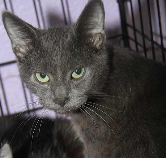 Photo of Smokey (Neutered)