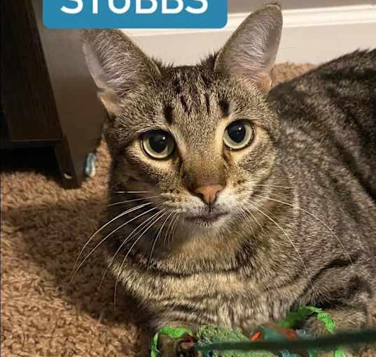 Photo of Stubbs