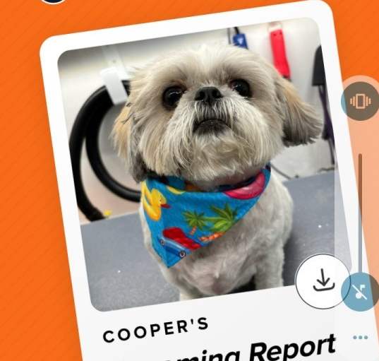 Photo of Cooper