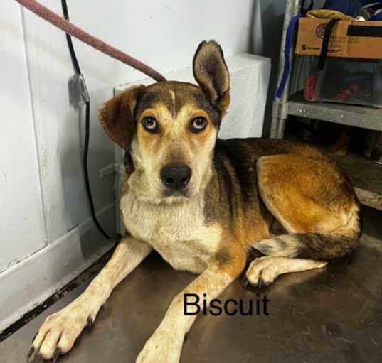 Photo of Biscuit