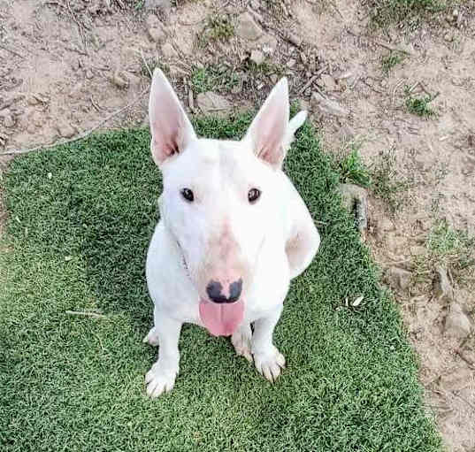 Photo of Clio