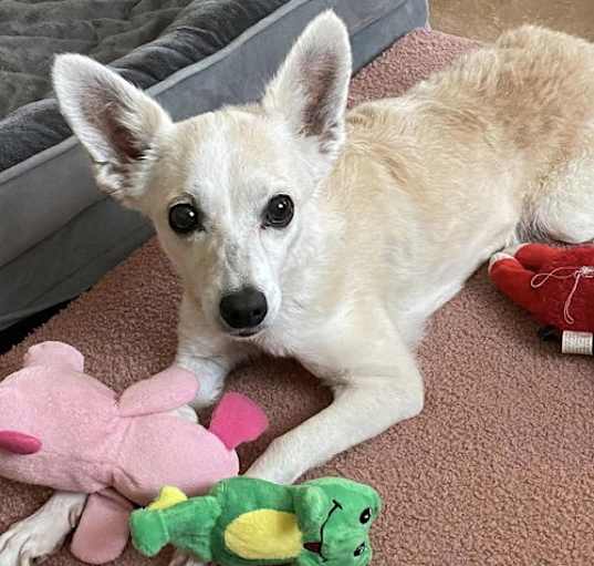 Photo of Polly