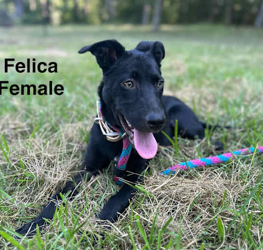 Photo of Felicia meet 9/20