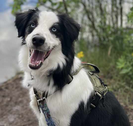 Photo of Little Bear - purebred Aussie!