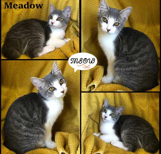 Photo of Meadow