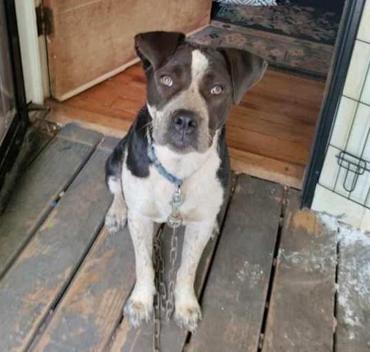 Photo of Patches (Courtesy Post)