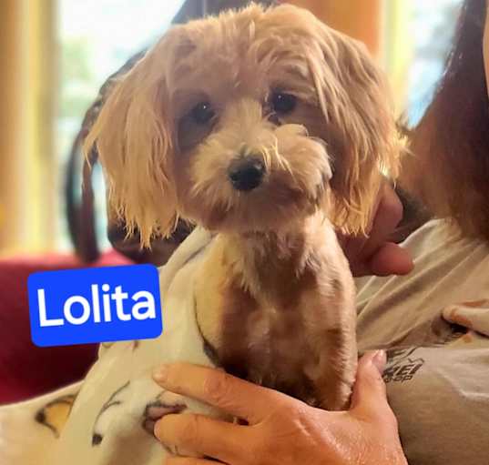 Photo of Lolita