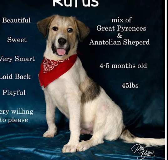 Photo of Rufus