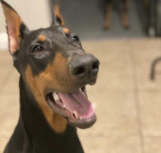 Photo of Diesel