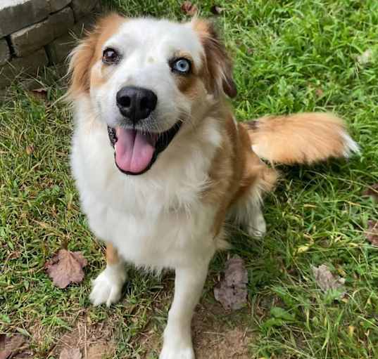 Photo of Hannah (Carter County Aussies)