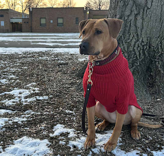 Photo of Daphne (Sunbury #134)