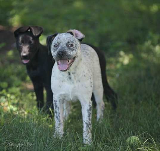 Photo of Remy (NY-Shari)