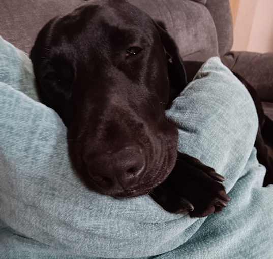 Photo of Charlie