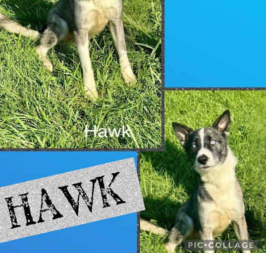 Photo of Hawk