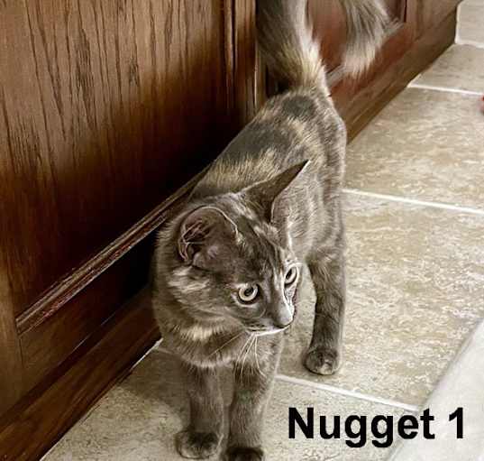 Photo of Nugget