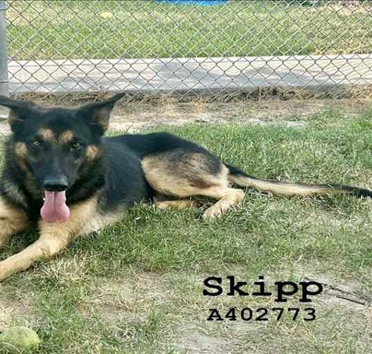 Photo of SKIPP