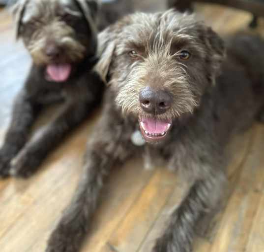 Photo of Ruby and Rosie-SUPER URGENT!