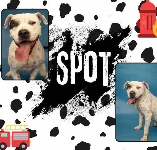 Photo of SPOT