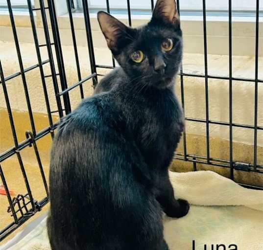 Photo of Luna