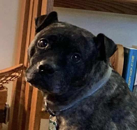 Photo of Gremlin