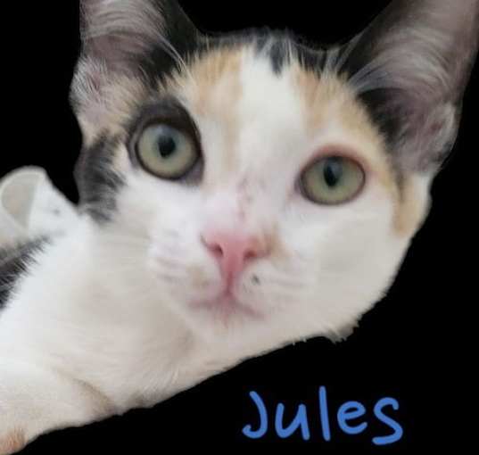 Photo of Jules