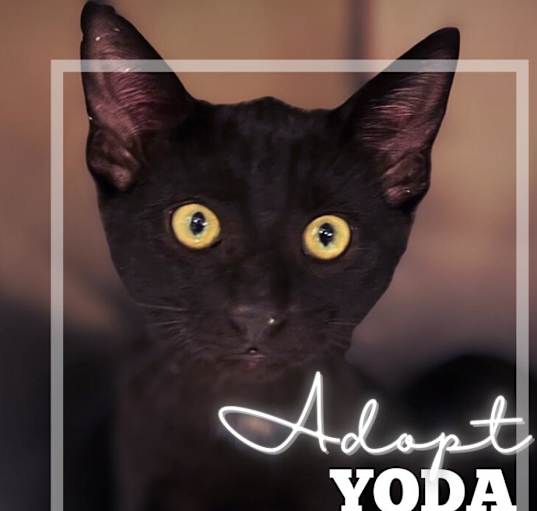 Photo of Yoda