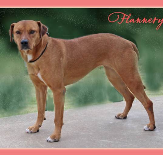 Photo of Flannery