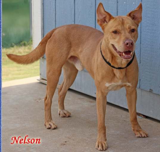Photo of Nelson