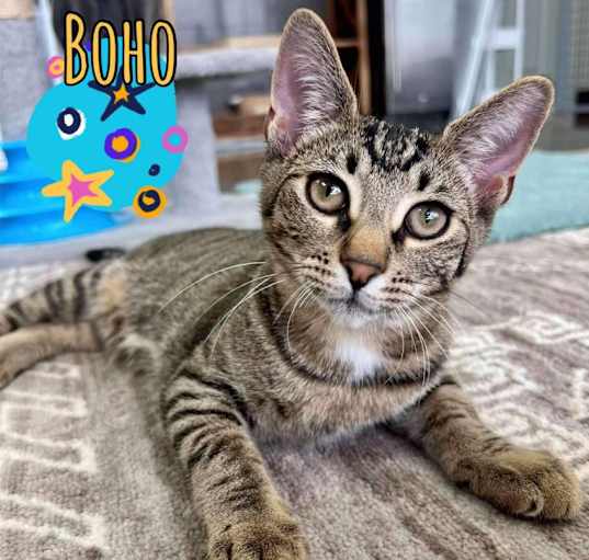 Photo of Boho