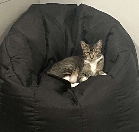 Photo of Star Wars Litter:  Mama Padme (Courtesy Post)