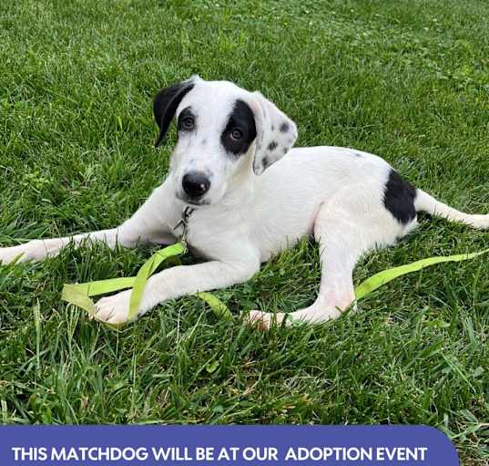 Photo of POLKA    25 POUND PUPPY   FOSTERED IN NEW JERSEY