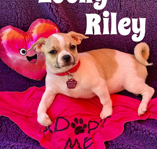 Photo of Lucky Riley