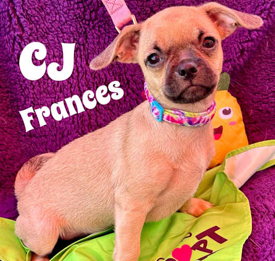 Photo of CJ Frances