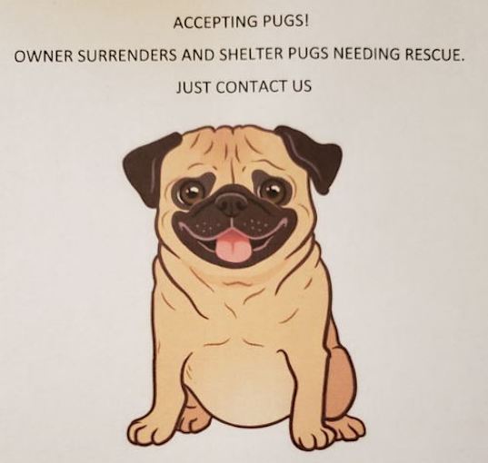 Photo of Accepting pugs into foster care