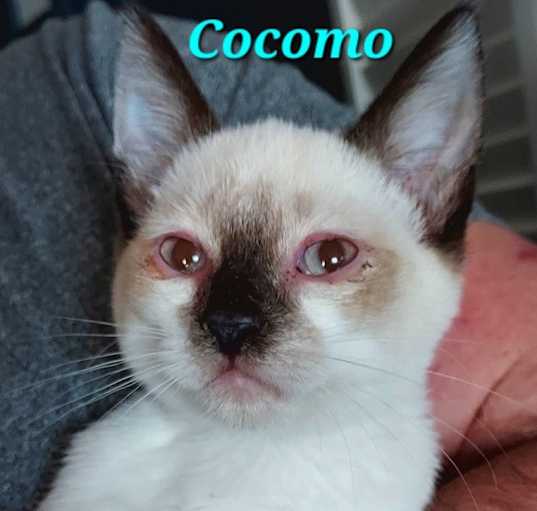 Photo of Cocomo