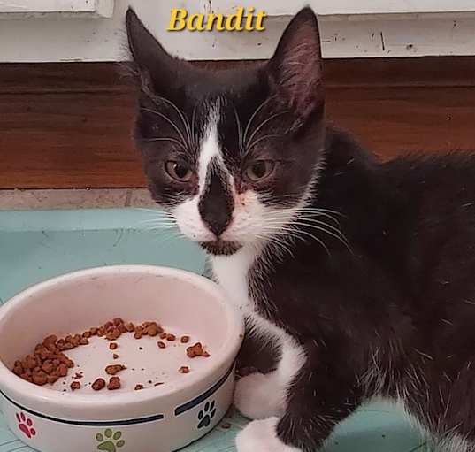 Photo of Bandit