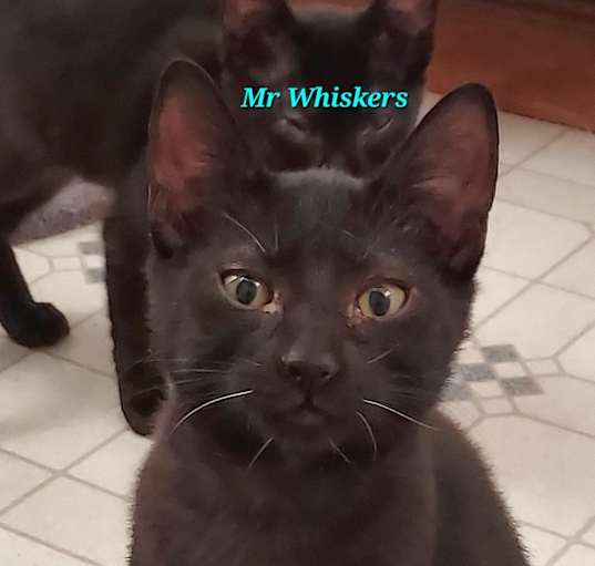 Photo of Mr. Whiskers