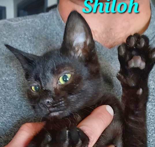 Photo of Shiloh