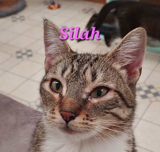 Photo of Silah