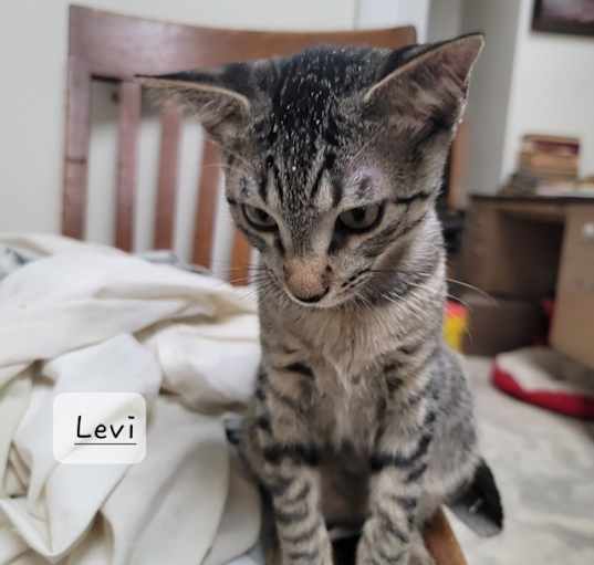 Photo of Levi