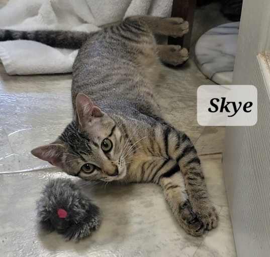 Photo of Skye