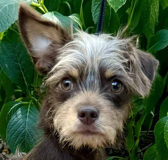 Photo of Yes Sir Yorkie