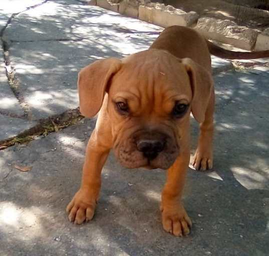 Photo of Quill - 1 of 3 pups in foster