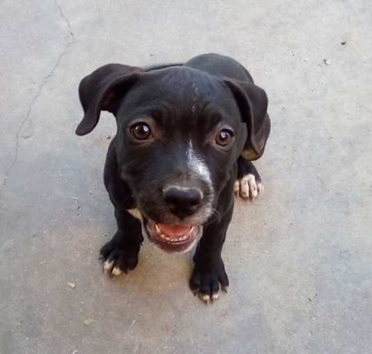 Photo of Gamora - 1 of 3 pups in foster