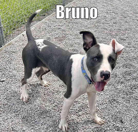 Photo of Bruno ( Foster Care )