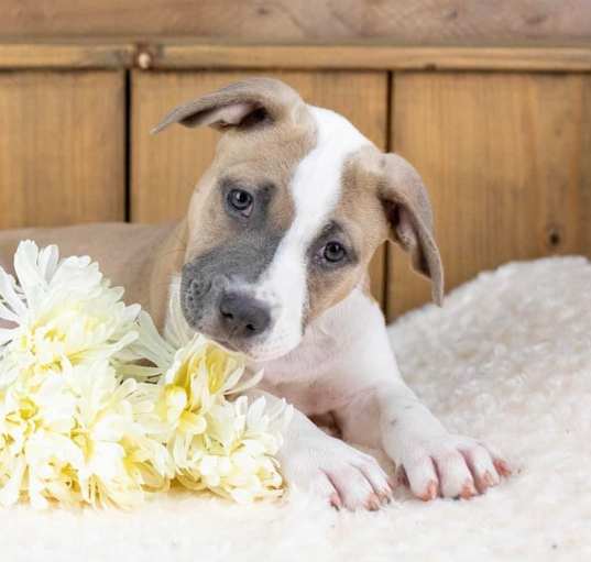 Photo of Rye Puppy