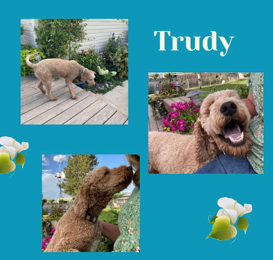 Photo of Trudy