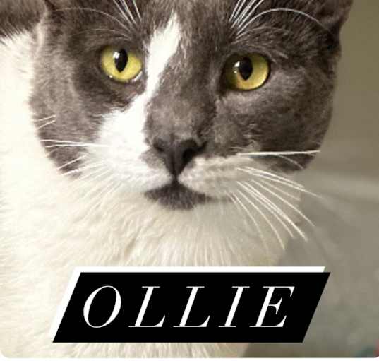 Photo of Ollie